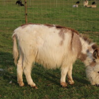 Lancelot