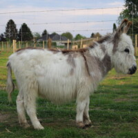 Lancelot