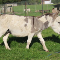 Lancelot