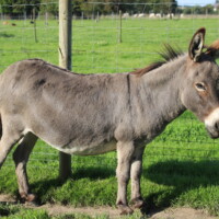 Gomète