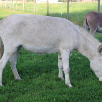 Luciole
