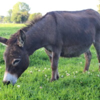 Tamaha