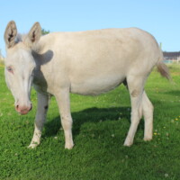 Luciole