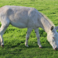 Luciole