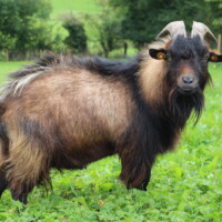 Albus