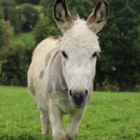 Lancelot