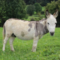 Lancelot