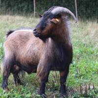 Albus