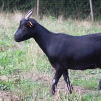 Héra
