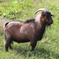 Albus