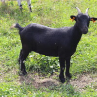 Héra