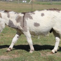 Lancelot