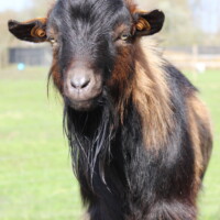 Albus