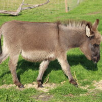 Armony
