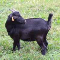 Héra