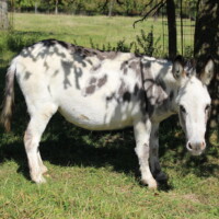 Kaline