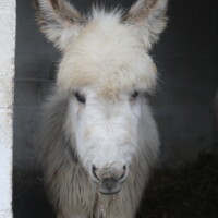 Lancelot