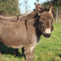 Tamaha