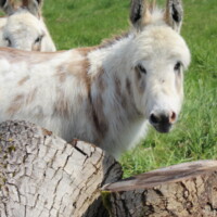Kaline