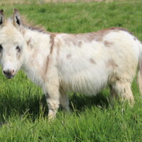 Kaline