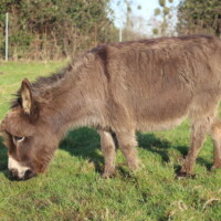 Tamaha