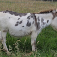 Kaline