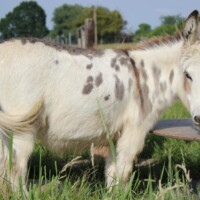 Kaline