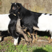 Jasmin
