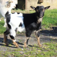 Jasmin