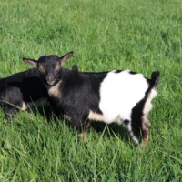 Jasmin