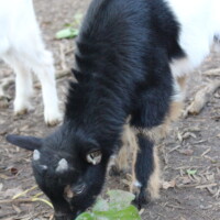 Jasmin