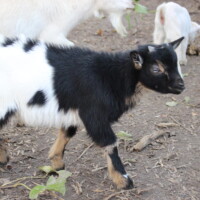 Jasmin