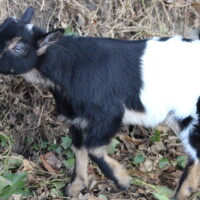 Jasmin