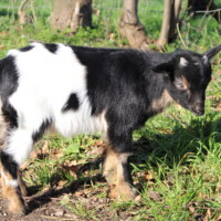 Jasmin