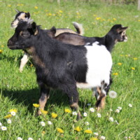 Jasmin