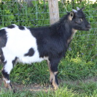 Jasmin