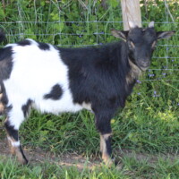 Jasmin