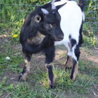 Jasmin