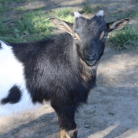 Jasmin