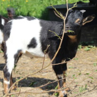 Jasmin
