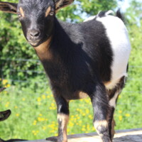 Jasmin