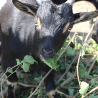 Jasmin